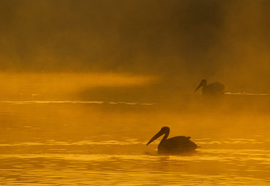 Golden Sunset with Pelicans