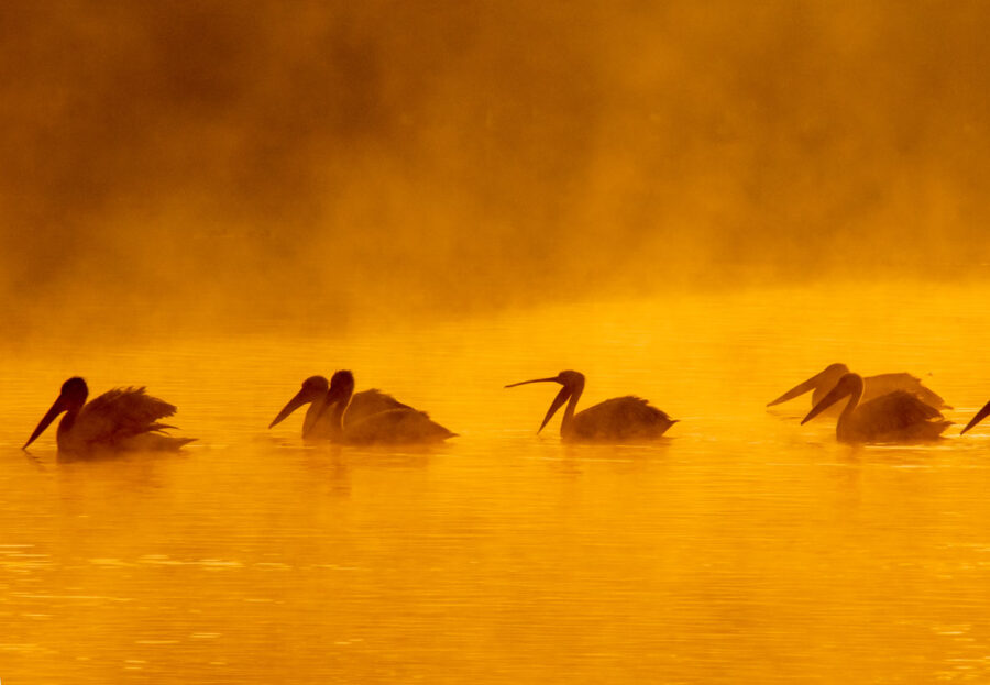 Golden Sunset with Pelicans in Mist