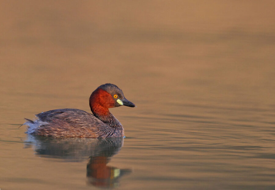 Red-necked Grebe in Tranquil Waters