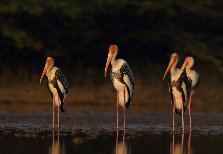 Painted Storks in Golden Light