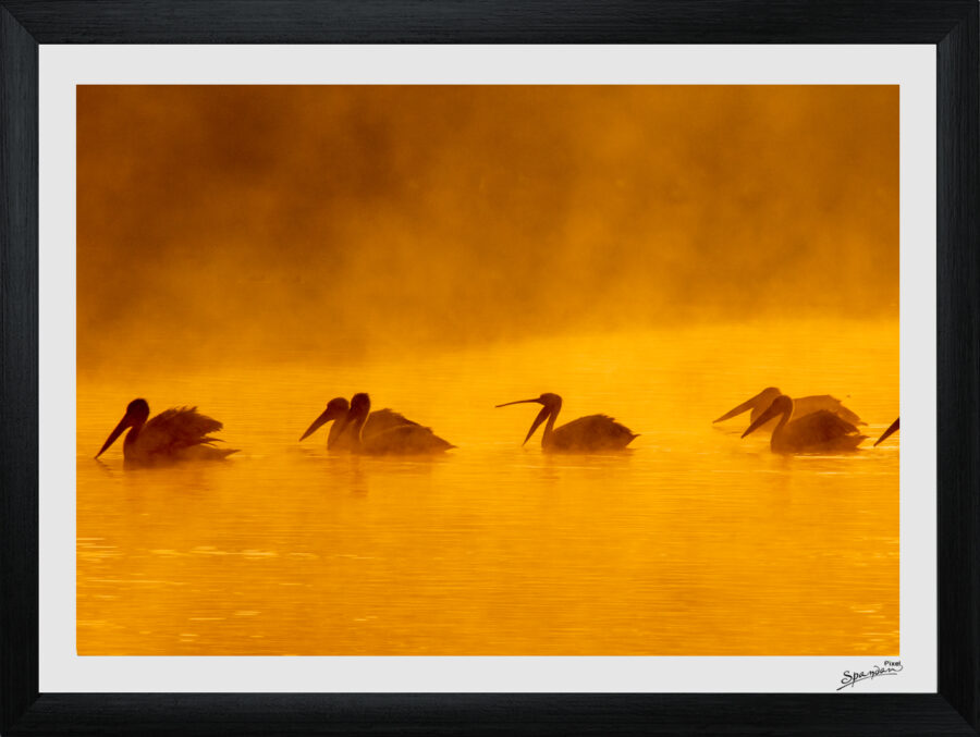 Golden Sunset with Pelicans in Mist