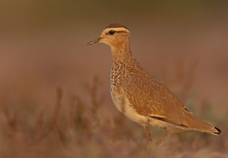 Exquisite Shorebird Portrait