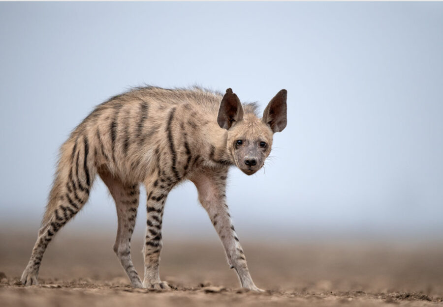 Striking Striped Hyena