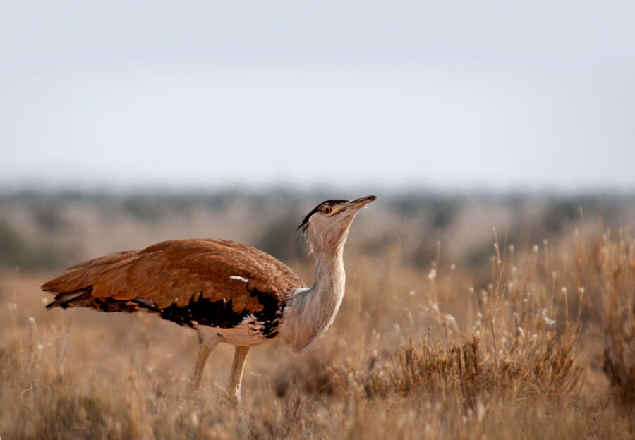 Great Indian Bustard in Grassland