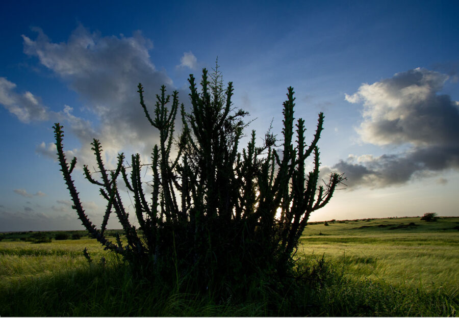 Sunset Cactus