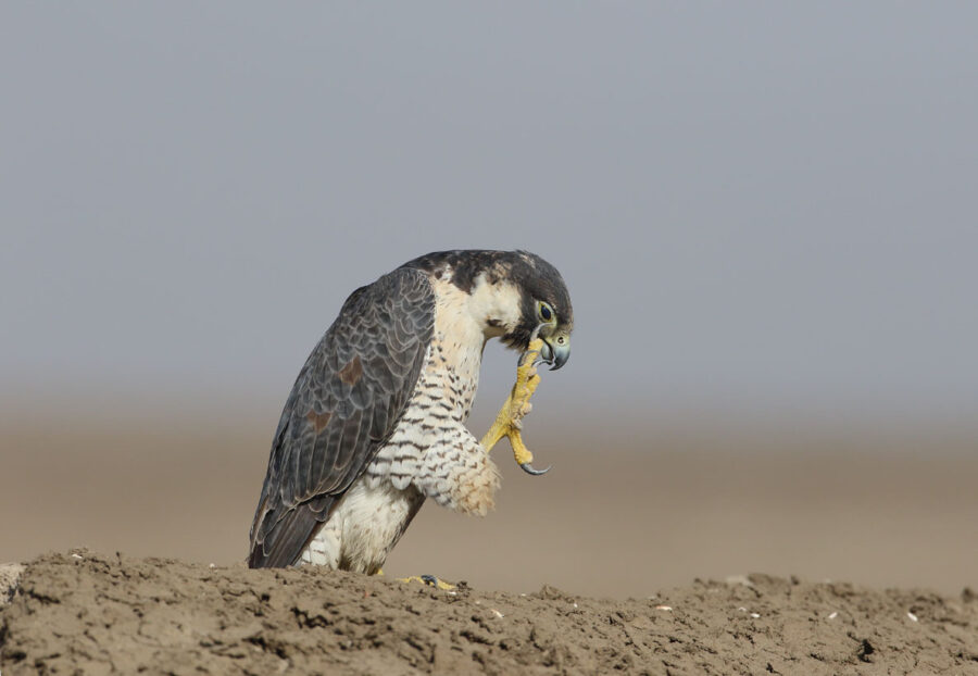 Majestic Falcon in Action